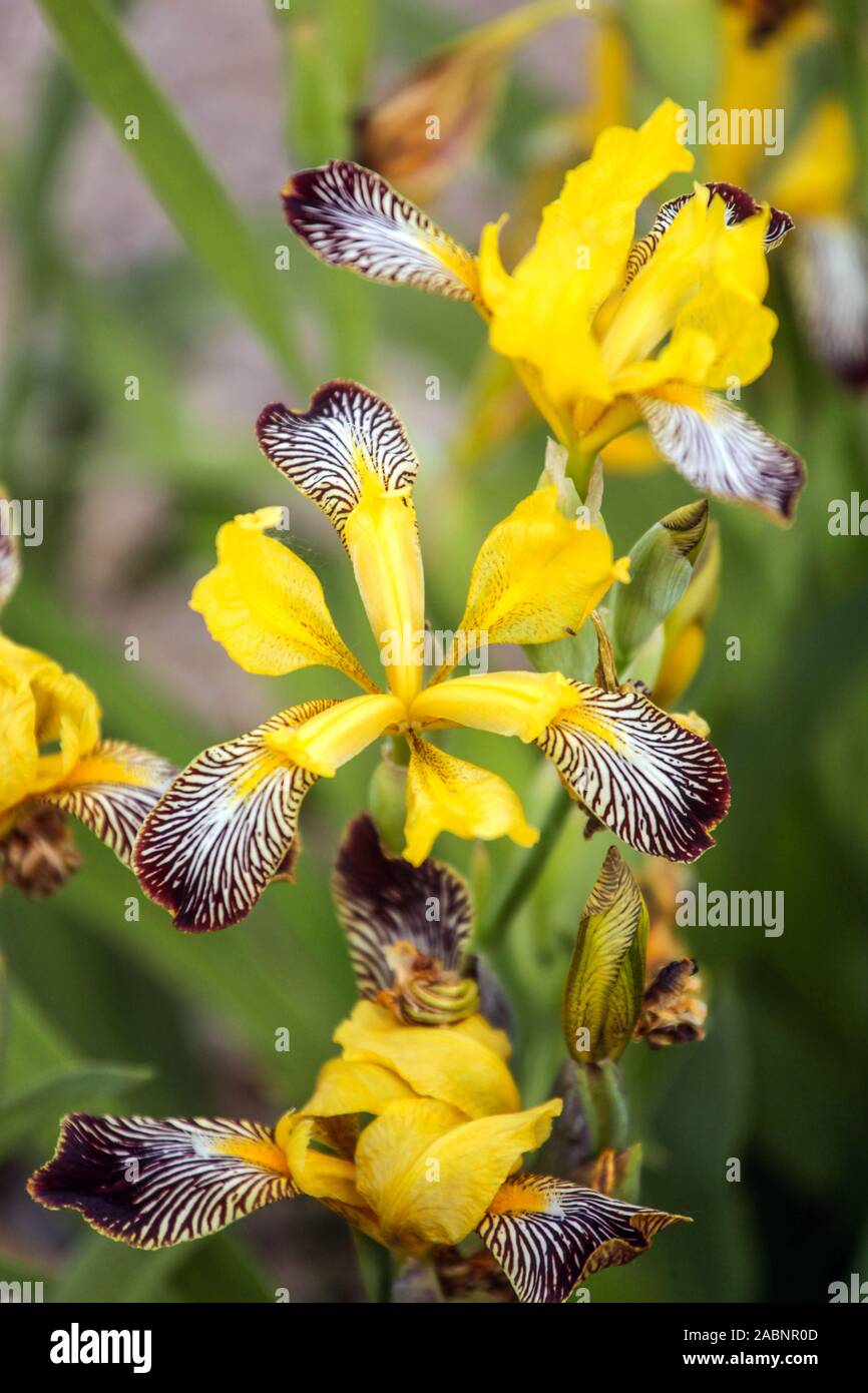 Iris gialla variegata Foto Stock