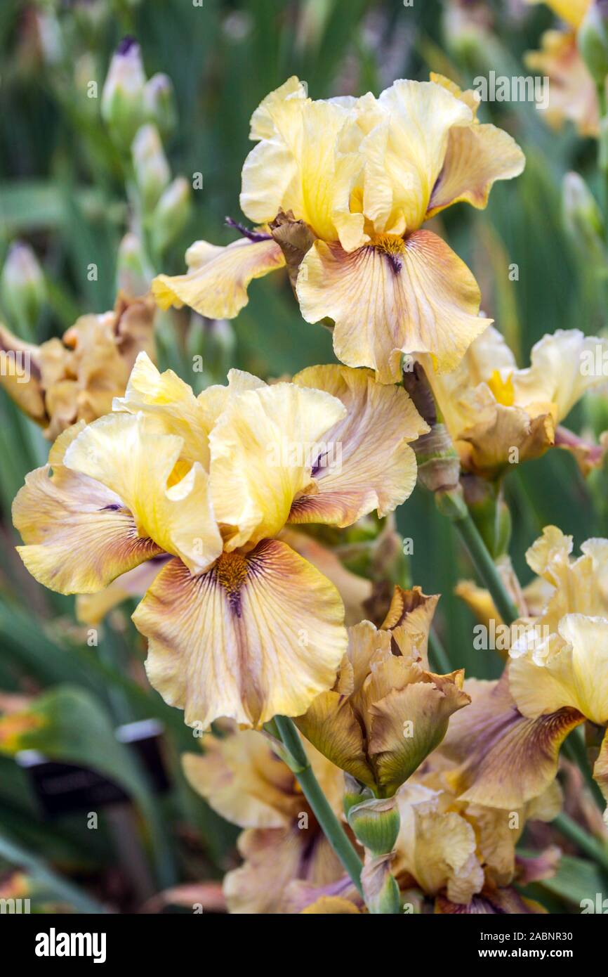 Iris gialla 'orlata balza ' Foto Stock
