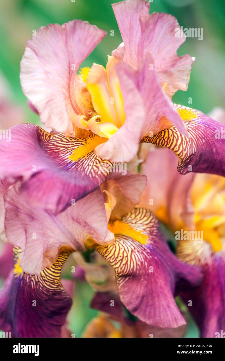 Pink purple iris flower immagini e fotografie stock ad alta risoluzione -  Alamy