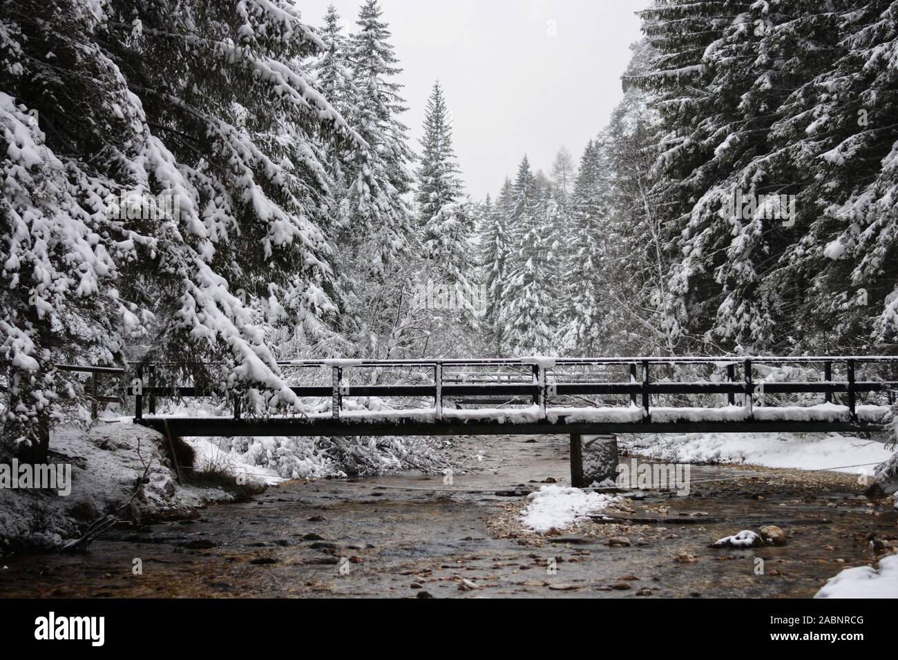 Il fiume nella foresta Foto Stock