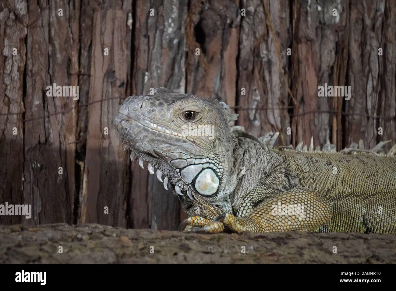 Iguana verde Foto Stock