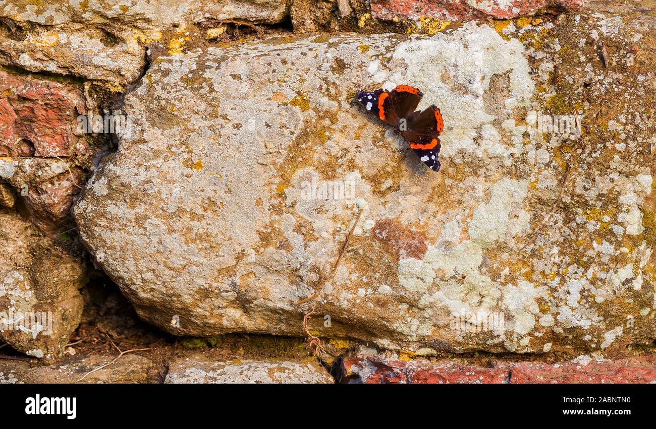 Vecchio muro con licheni e una farfalla come sfondo Foto Stock