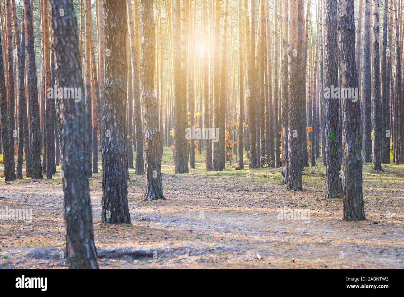 Alberi di conifere in autunno foresta. Caduta il concetto di sfondo. Giornata di sole caldo. Foto Stock