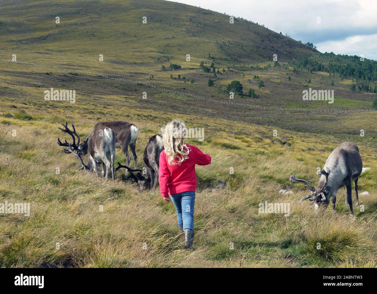 La Cairngorm allevamento di renne è della Gran Bretagna solo Free-ranging allevamento di renne trovati in Cairngorm montagne in Scozia Foto Stock