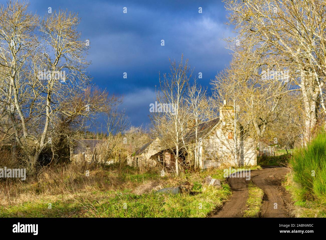 Vecchia Fattoria abbandonati edifici circondati da alberi di cenere (Fraxinus excelsior) e un cielo d'inverno Foto Stock
