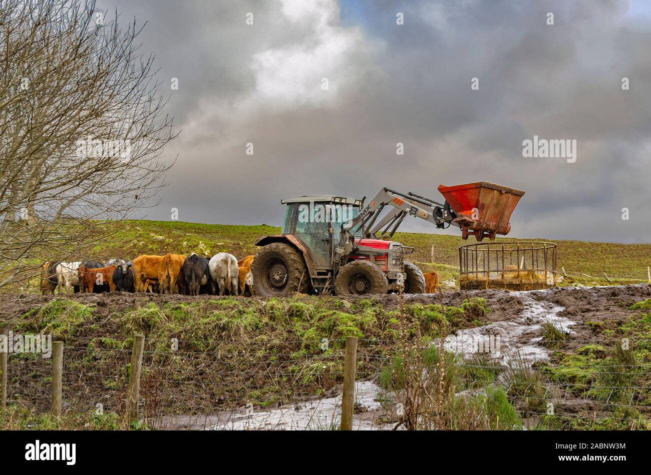Il trattore e agricoltore L' ALIMENTAZIONE DEL BESTIAME IN UN CAMPO DI FANGO DURANTE MOLTO TEMPO UMIDO Foto Stock