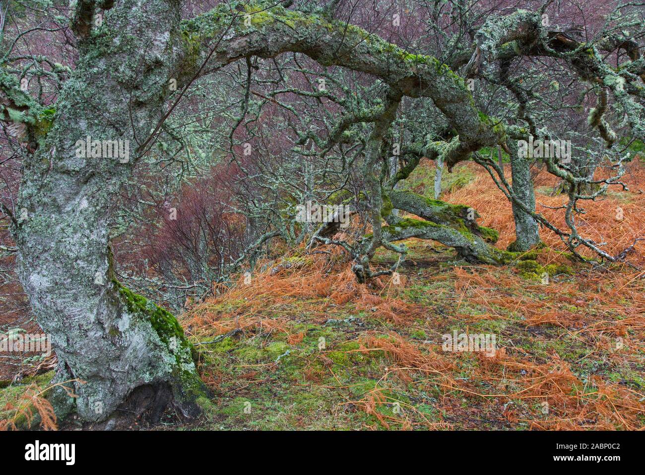 Nodose argento / betulla presenta verrucosa betulla / Europea bianco (betulla Betula pendula / Betula verucosa) tree coperto di muschi e licheni Usnea in inverno Foto Stock