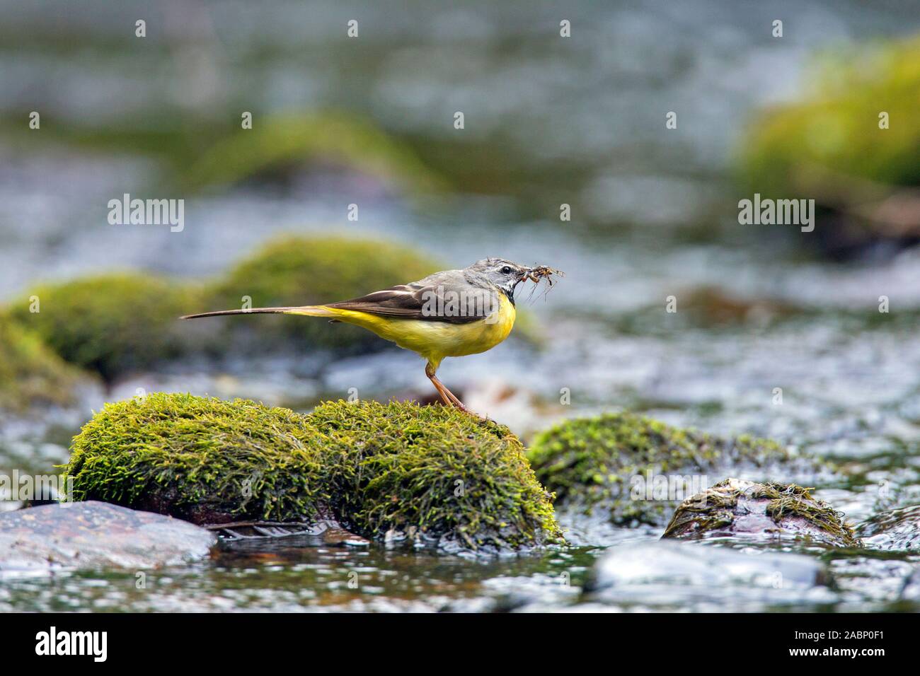 Wagtail grigio (Motacilla cinerea) maschio su roccia in streaming con preda di insetti nel becco Foto Stock