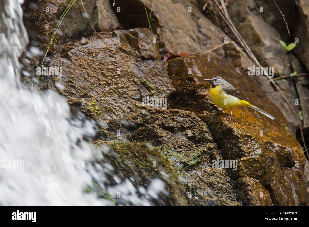 Wagtail grigio (Motacilla cinerea) maschio in cerca di preda vicino a cascata Foto Stock