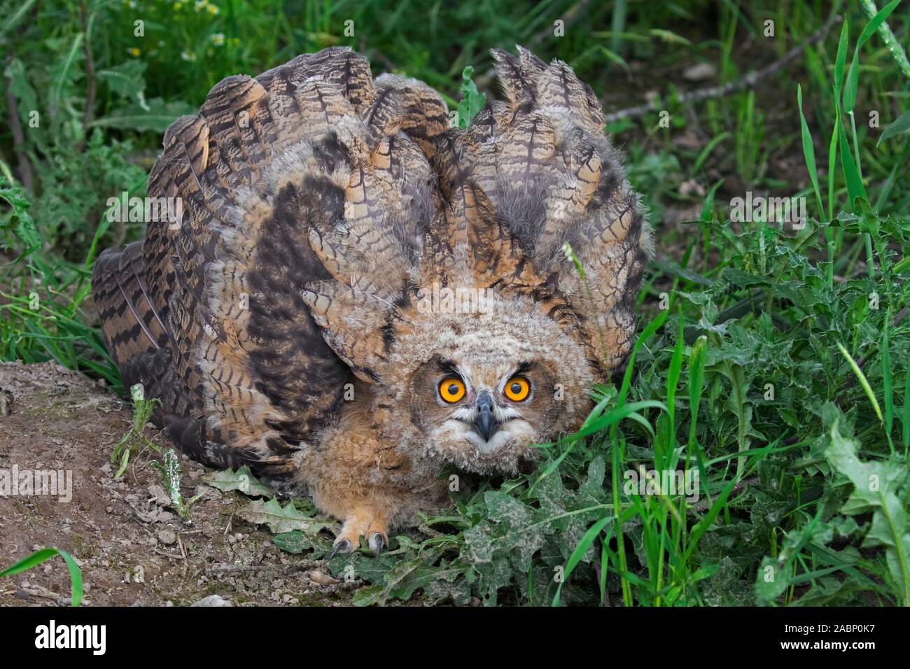 Display di minaccia dal Gufo reale / i giovani europei il gufo reale (Bubo bubo) owlet che mostra la testa abbassata e le ali distese e con la punta rivolta verso il basso Foto Stock