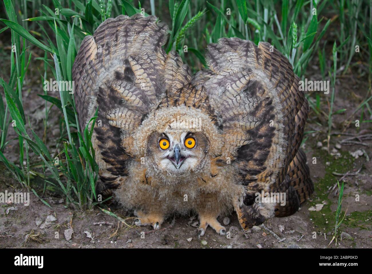 Display di minaccia dal Gufo reale / i giovani europei il gufo reale (Bubo bubo) owlet che mostra la testa abbassata e le ali distese e con la punta rivolta verso il basso Foto Stock