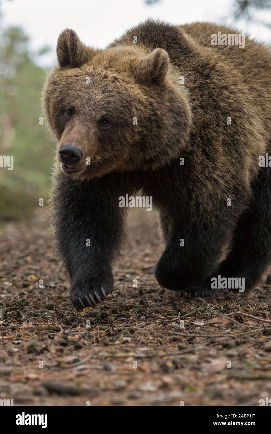 Orso bruno / Braunbär ( Ursus arctos ), adolescente cub, corre veloce attraverso una foresta, in una fretta,sembra carino e divertente, l'Europa. Foto Stock