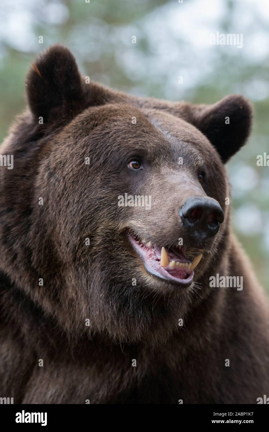 Unione orso bruno / Europäischer Braunbaer ( Ursus arctos ), vicino dettagliata colpo di testa, l'Europa. Foto Stock