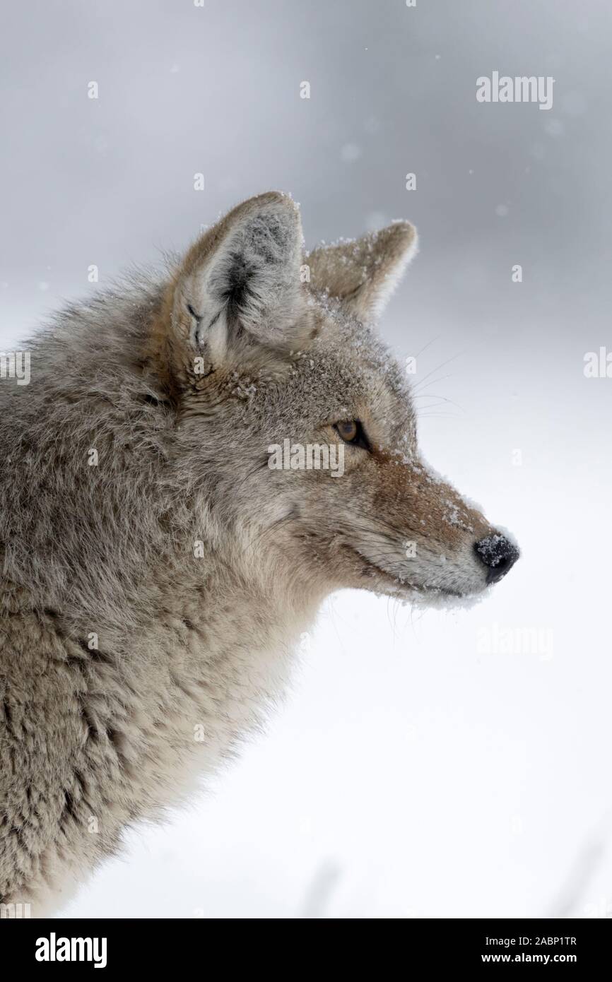 Coyote / Kojote ( Canis latrans ), in inverno, deboli nevicate, neve, guardando concentrato, spiata, caccia, scrupoloso close-up, headshot, Yellowstone Foto Stock