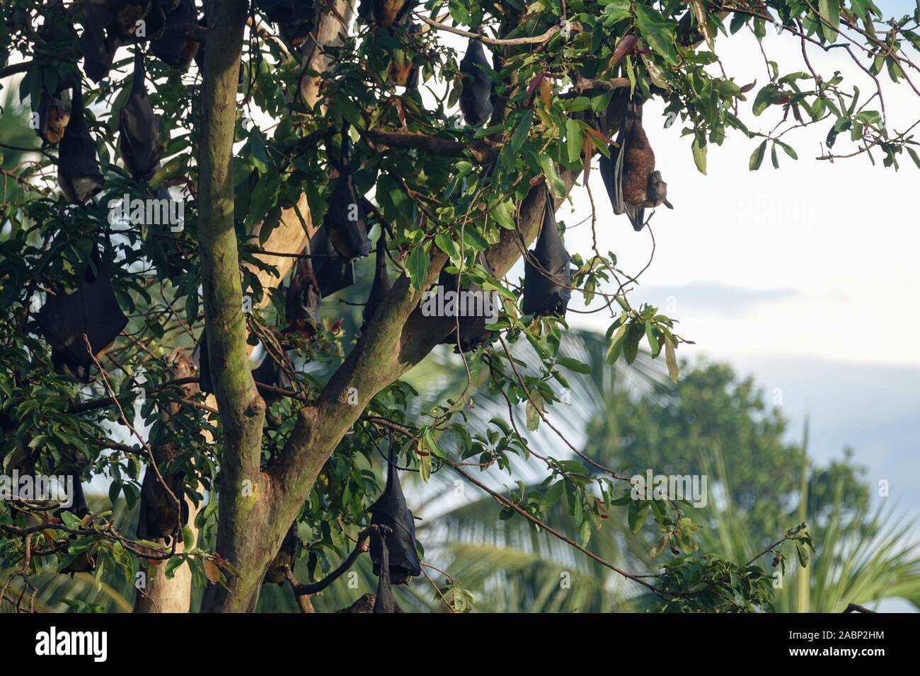 I pipistrelli su un albero nella giungla di Sri Lanka Foto Stock