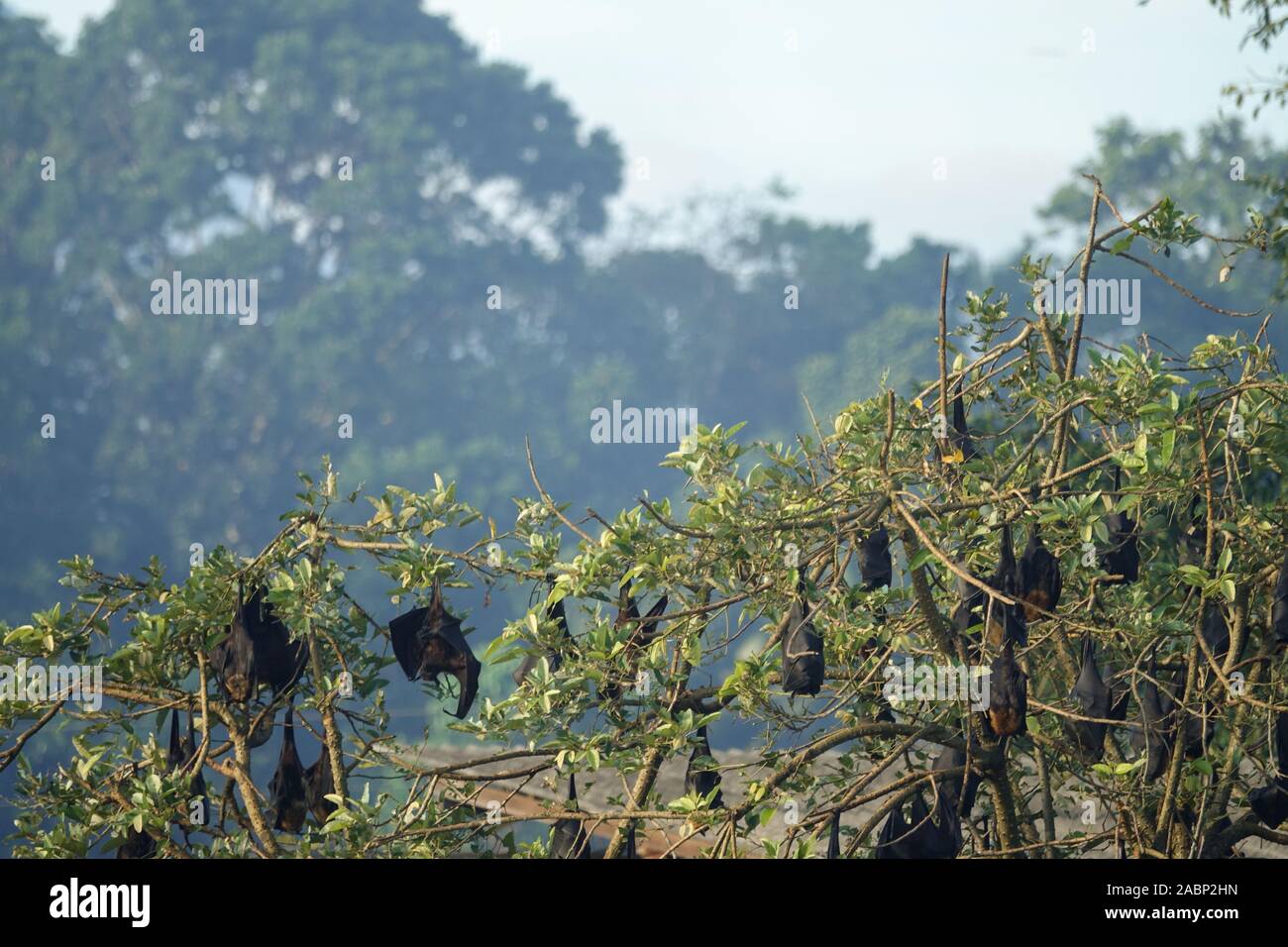 I pipistrelli su un albero nella giungla di Sri Lanka Foto Stock