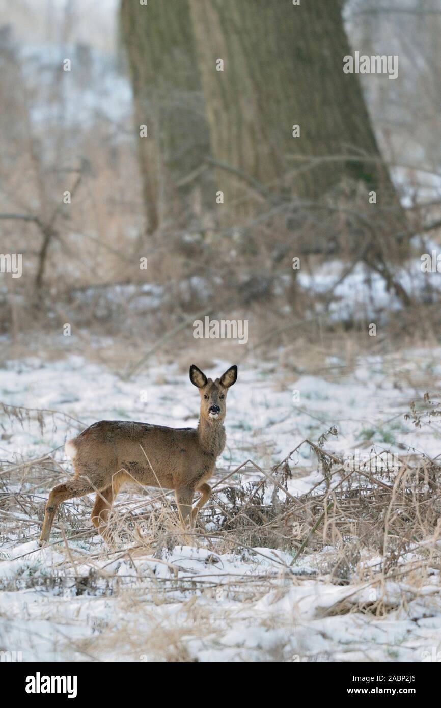 Capriolo / Reh ( Capreolus capreolus ), maschio, buck in inverno, nel tipico ambiente circostante, guardando attentamente, fauna selvatica, l'Europa. Foto Stock