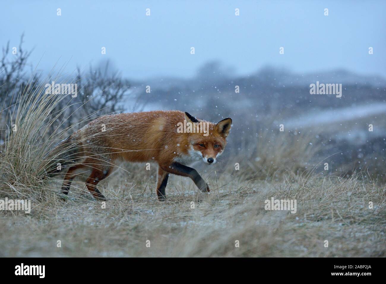 Red Fox ( Vulpes vulpes ), astuzia fox, intrufolarsi tramite l'erba su un colle, caduta di neve, giornata invernale, tipico comportamento, la fauna selvatica, l'Europa. Foto Stock