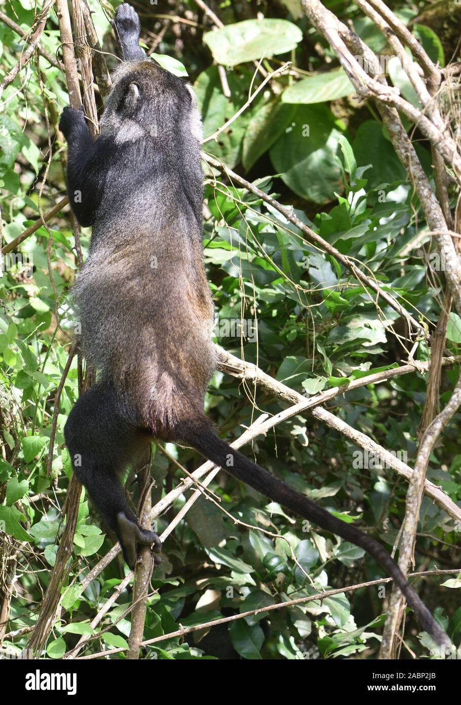Un Sykes di scimmia (Cercopithecus albogularis) foraggio per foglie. Parco Nazionale di Arusha. Arusha, Tanzania. Foto Stock