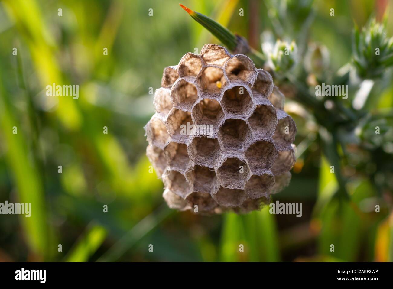 Carta giovani wasp regina sul gambo di pianta. Polistes dominula Foto Stock