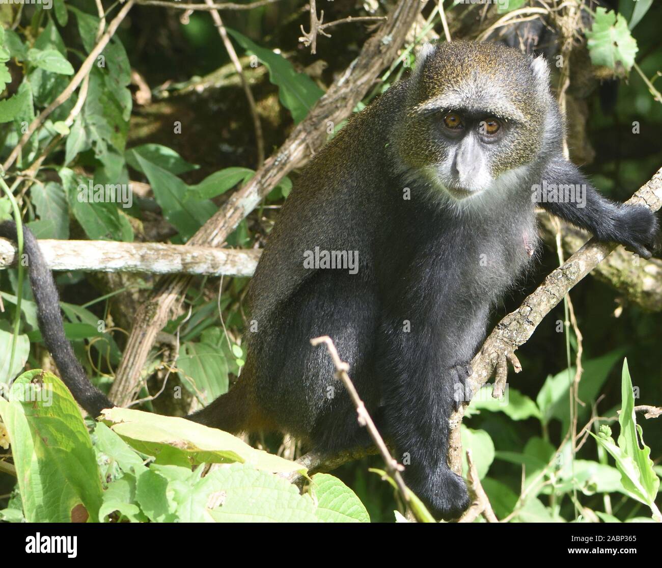 Un Sykes di scimmia (Cercopithecus albogularis) foraggio per foglie. Parco Nazionale di Arusha. Arusha, Tanzania. Foto Stock