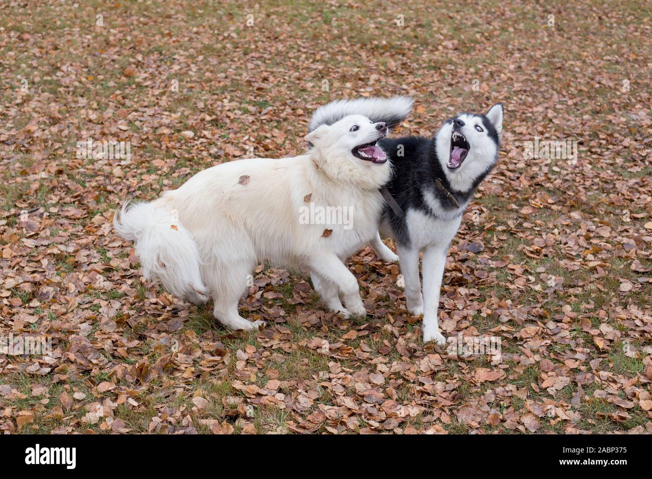 Carino siberian husky e multibred cane sta giocando nel parco d'autunno. Stagioni dell'anno. Foto Stock