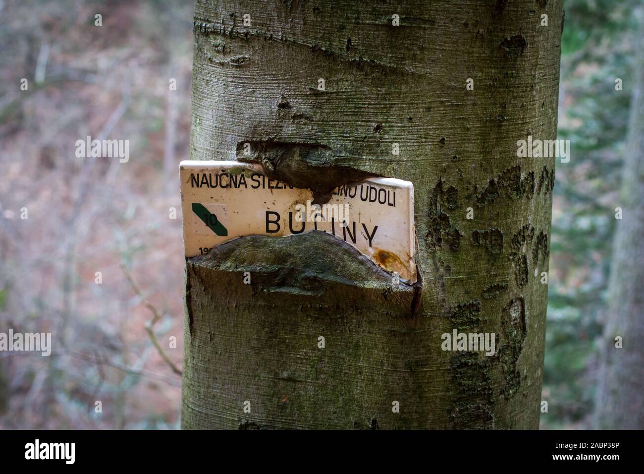 Tercino udoly, Nové Hrady, Repubblica Ceca Foto Stock