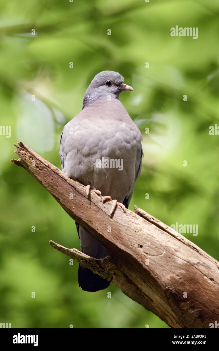Magazzino Colomba / Hohltaube ( Columba oenas ) arroccata su un albero nel bosco sotto il fogliame di vecchi faggi, fauna selvatica, l'Europa. Foto Stock