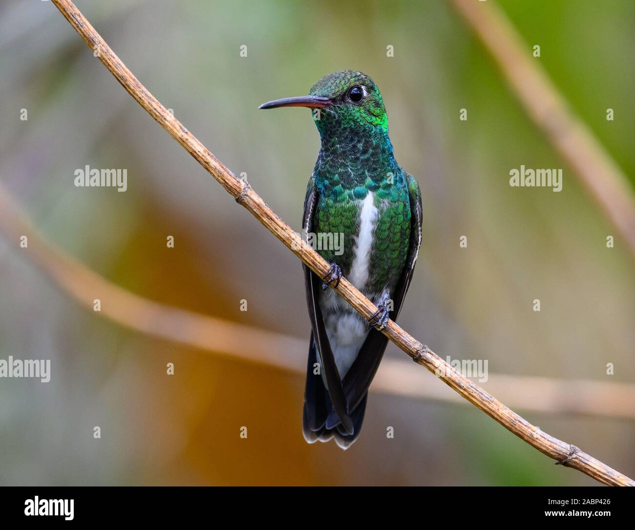 Una scintillante maschio-throated Smeraldo (Amazilia fimbriata) appollaiato su un ramo. Bahia, Brasile, Sud America. Foto Stock