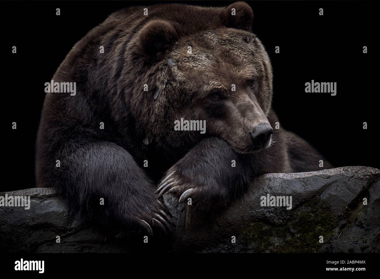 Orso Kamchatka (Ursus arctos beringianus) isolato su sfondo nero Foto Stock