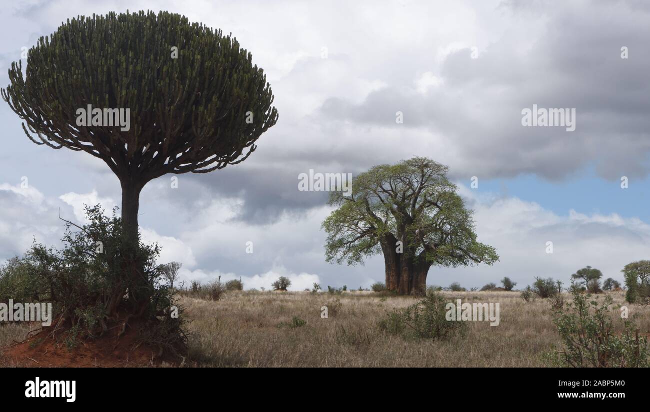 Parte del Parco Nazionale di Tarangire e è un flat, erboso paesaggio dominato da antiche (baobab Adansonia digitata) alberi con le succulente occasionali Foto Stock