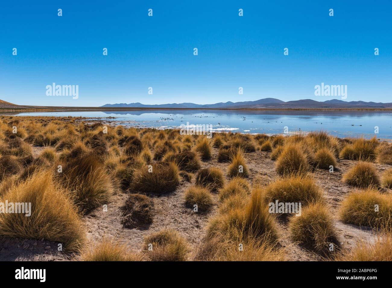 Vinto la laguna, Vale de Rocas, Altiplano meridionale, Bolivia, America Latina Foto Stock