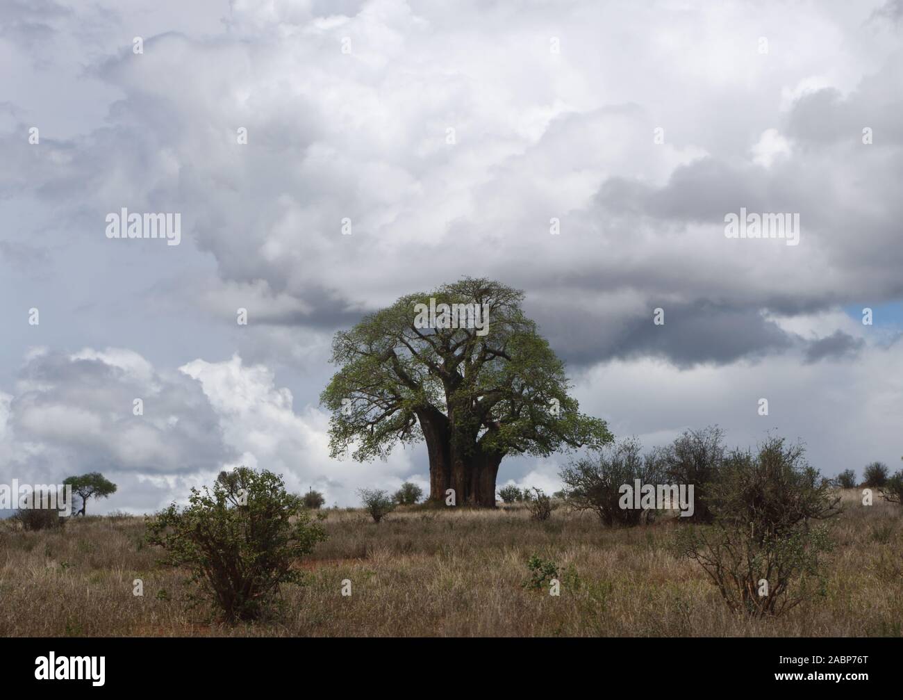 Parte del Parco Nazionale di Tarangire e è un flat, erboso paesaggio dominato da antiche (baobab Adansonia digitata) alberi. Parco Nazionale di Tarangire e, tanza Foto Stock