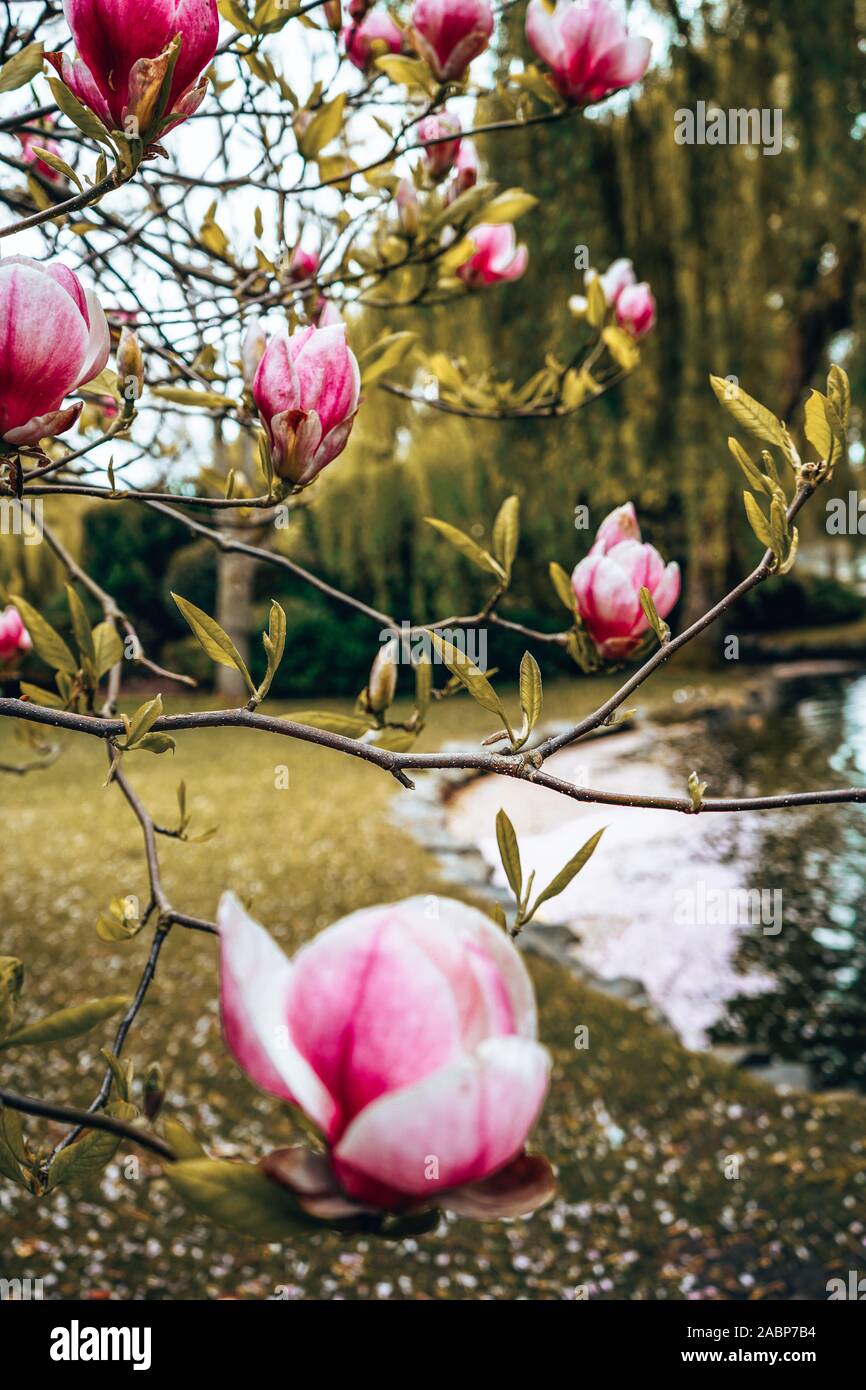 La fioritura dei ciliegi in fiore Foto Stock