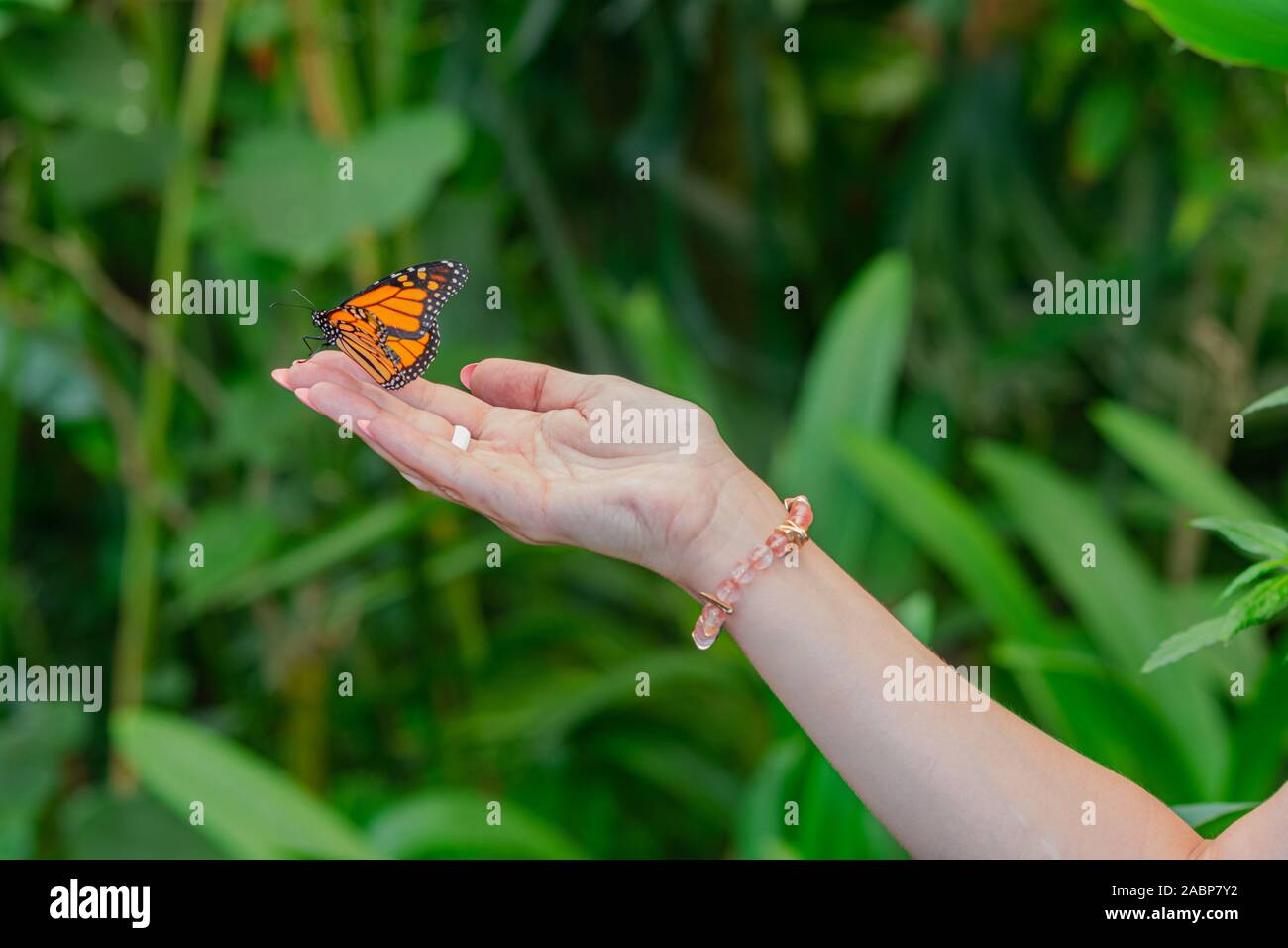 Farfalla monarca (danaus plexippus), seduto sulla donna mano destra, con vegetazione verde sullo sfondo Foto Stock