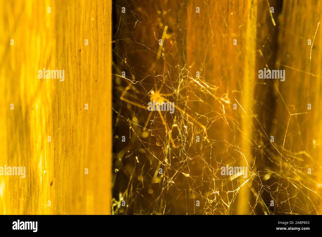 Primo piano del web costruzione di un Daddy Long legs ragni, ragno comune nelle case Foto Stock