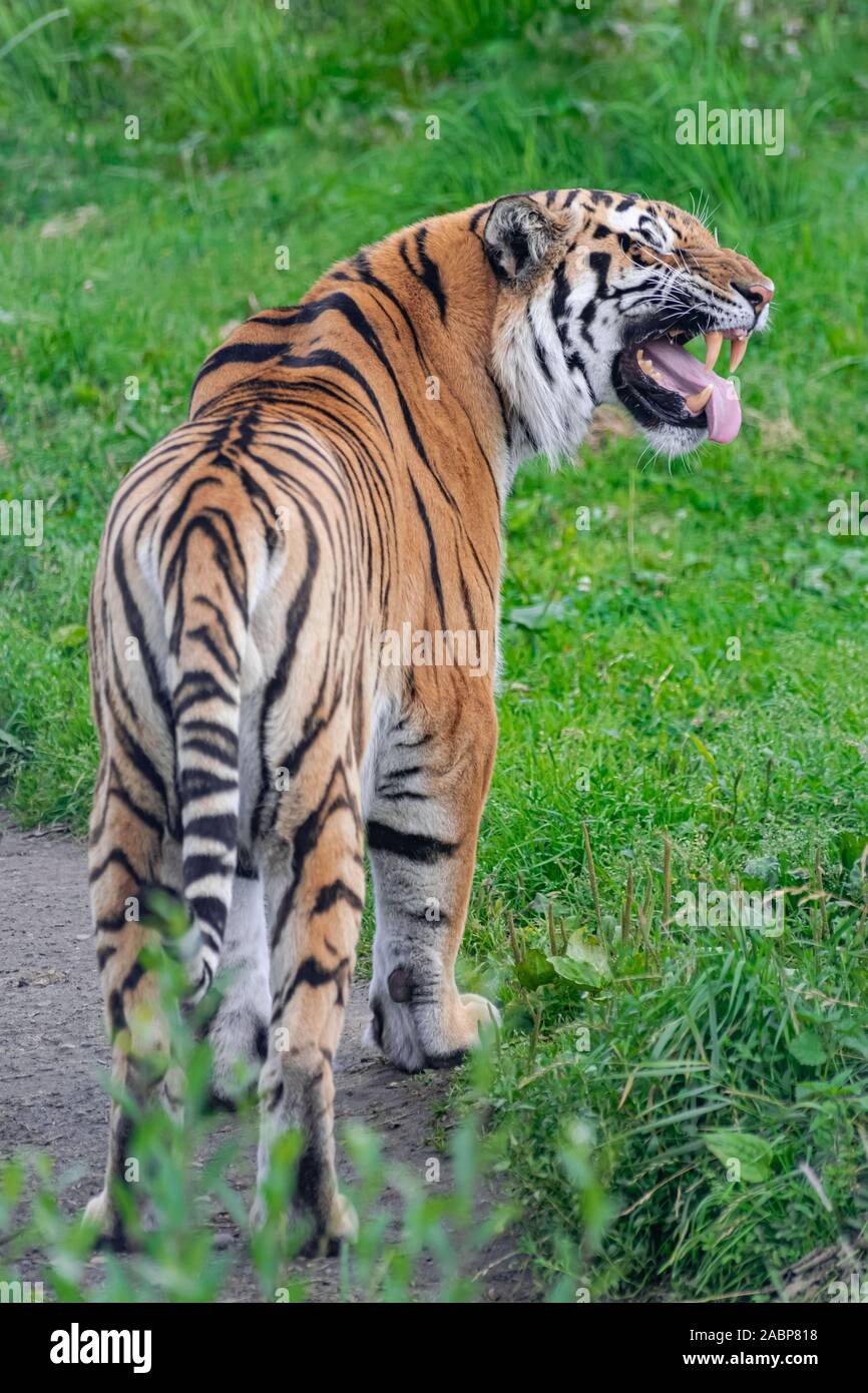 Tigre Siberiana, (Panthera tigris altaica), vista posteriore con bocca aperta Foto Stock