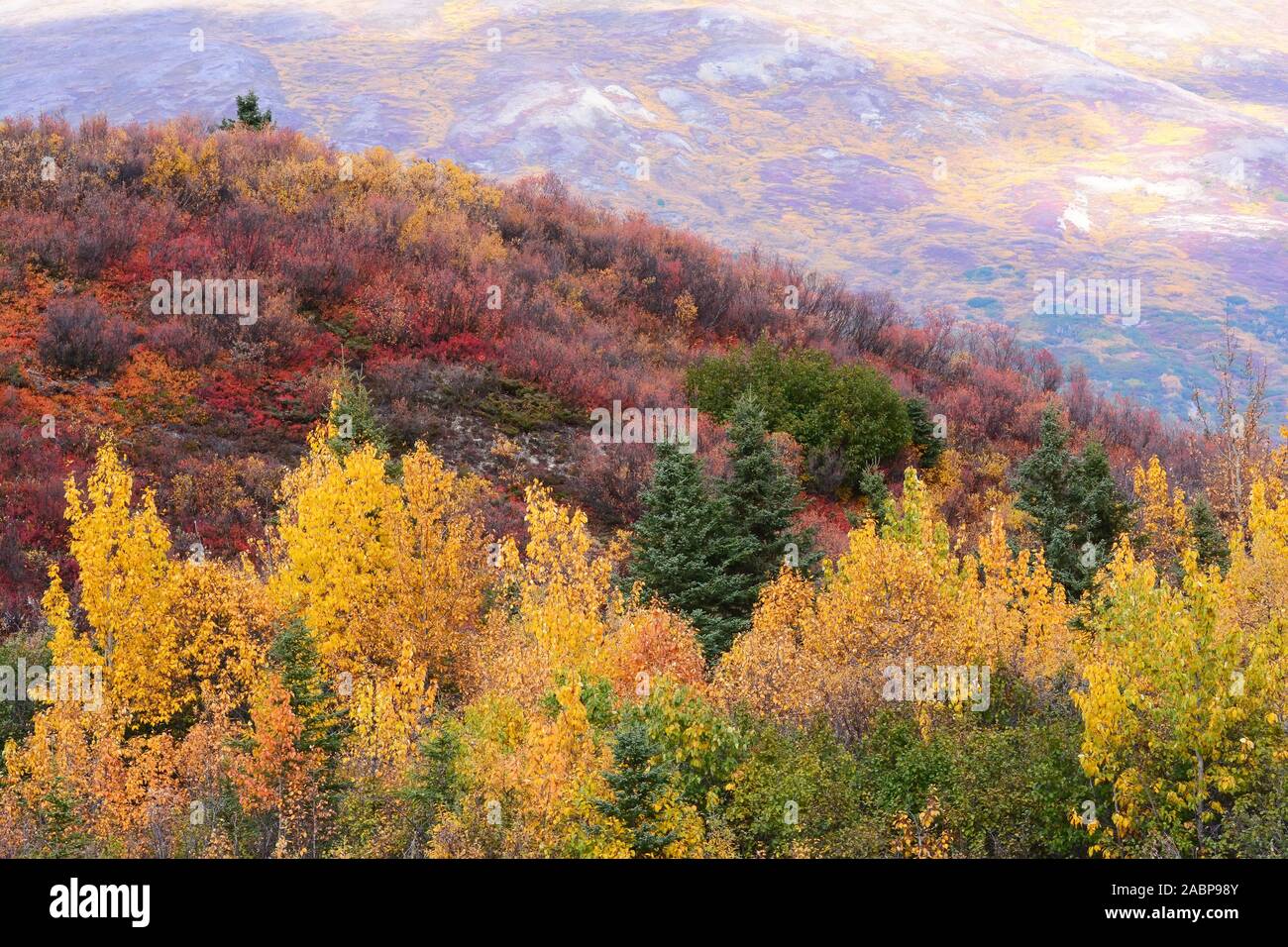 Alaskan Bosco in autunno colori Foto Stock