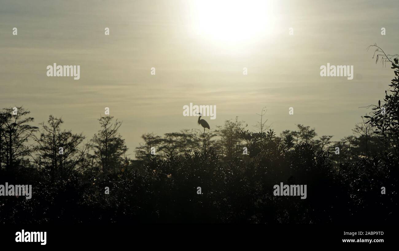 Uccello appollaiato su un albero al tramonto Foto Stock