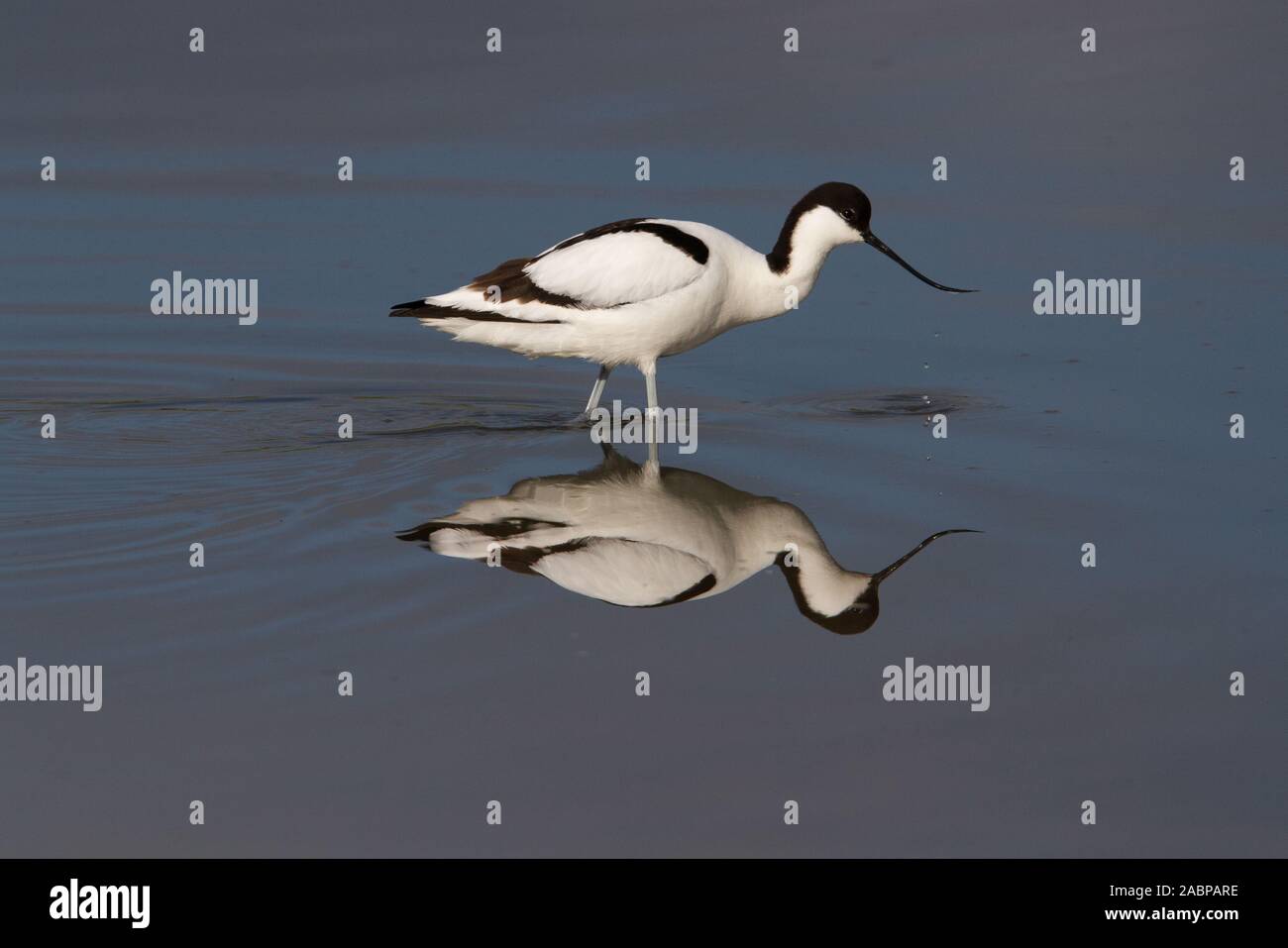 Avocet , Recurviorstra avosetta, Hamphire, UK Foto Stock