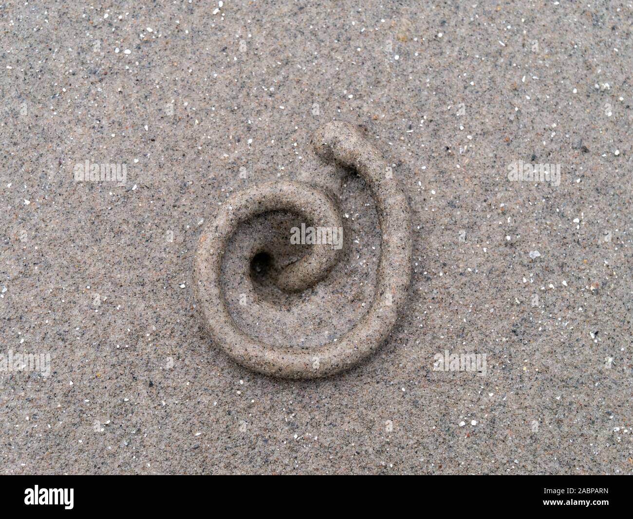Primo piano di una piccola spirale lugworm cast sulla sabbiosa spiaggia scozzese, Scotland, Regno Unito Foto Stock