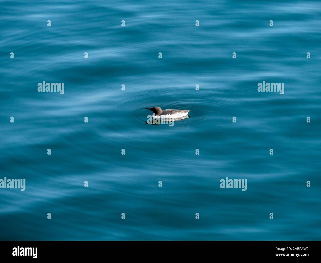 Comune di Guillemot ( Uria aalge ) pinguini circondato da increspature galleggianti in mare calmo acqua, Scotland, Regno Unito Foto Stock