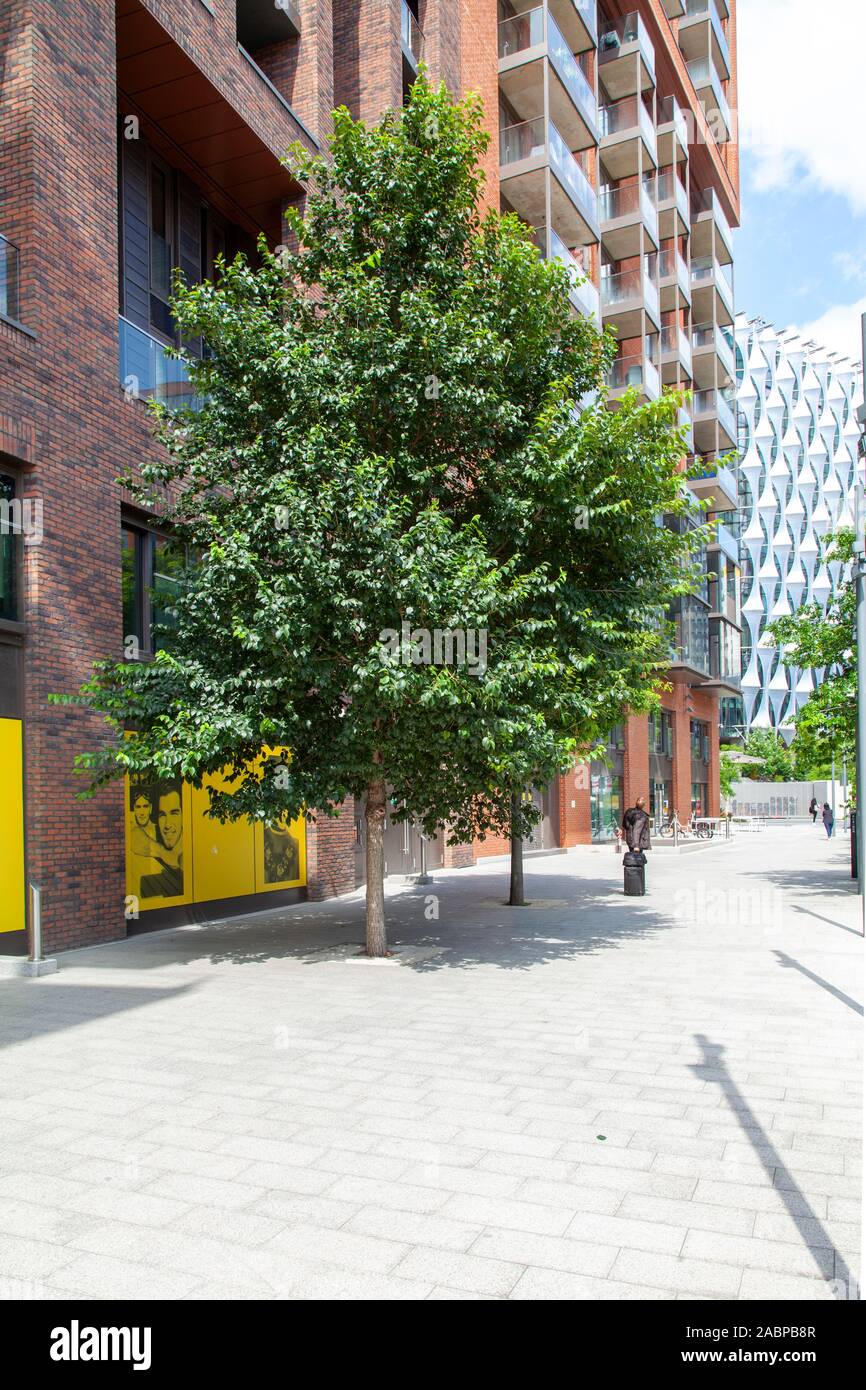 Un giovane albero di Elm 'New Horizon' (Ulmus 'New Horizons') che cresce in un ambiente urbano, Nine Elms, Londra SW8, Regno Unito Foto Stock