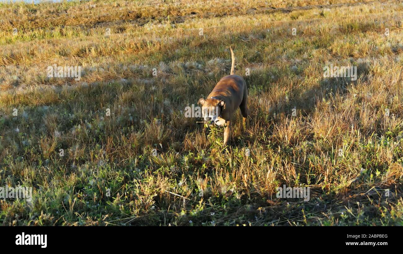 Big Dog caccia nella Louisiana Swamp Foto Stock