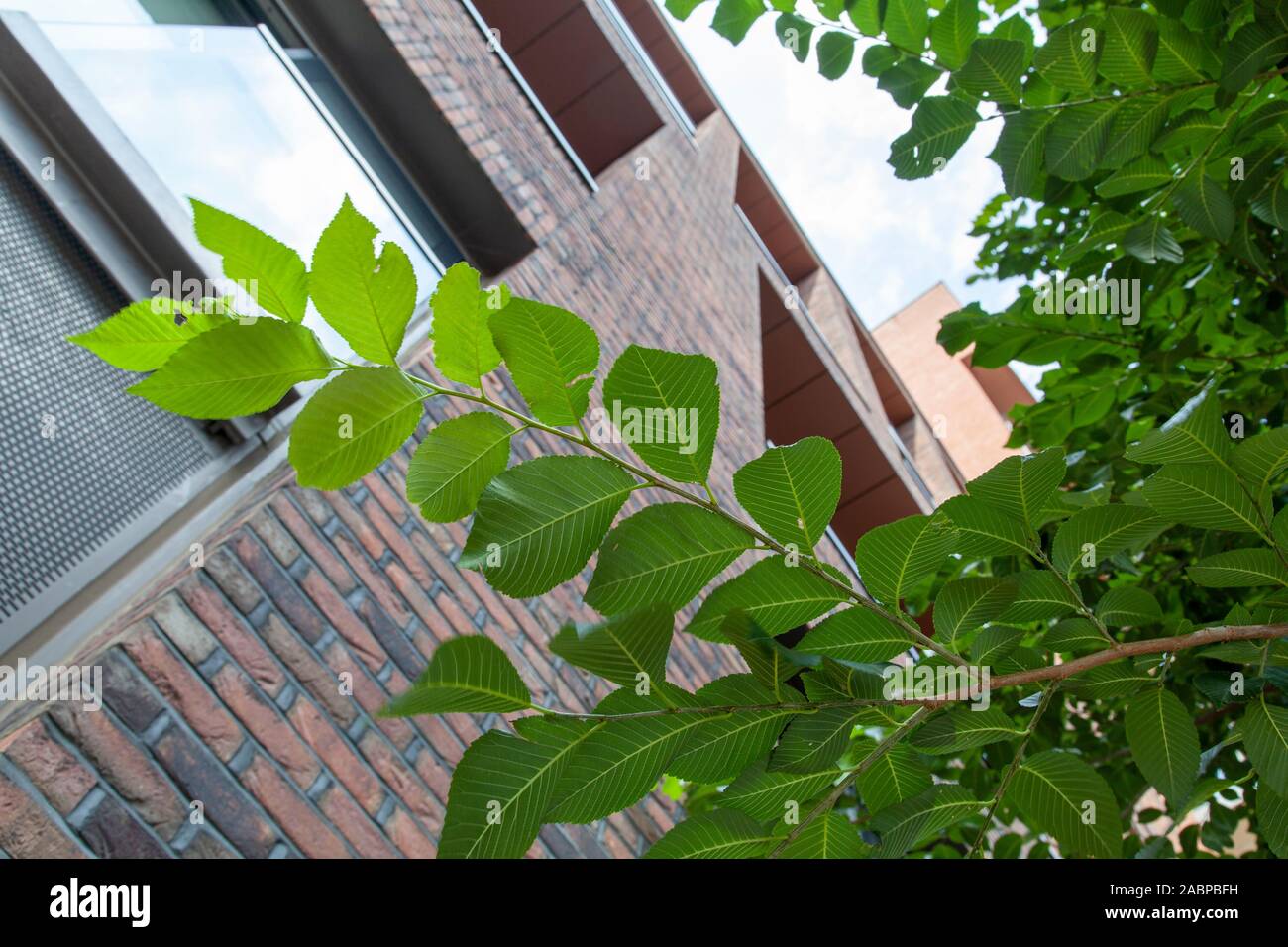 Foglia dettaglio di un 'nuovo Horizon' Elm albero (Ulmus 'nuovi Horizons') che cresce in un ambiente urbano, Nine Elms, Londra SW8, Regno Unito Foto Stock