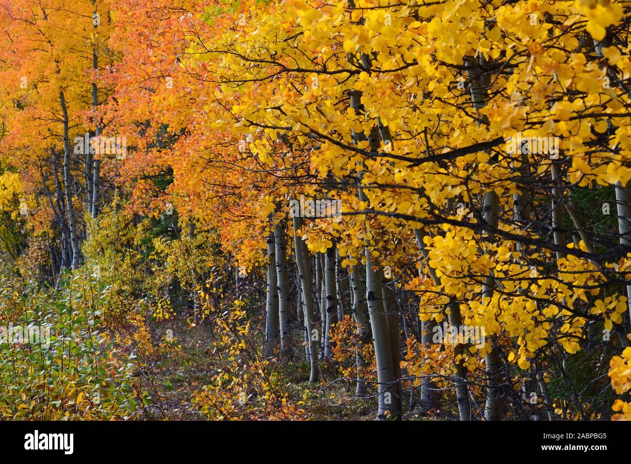 Alaskan Bosco in autunno colori Foto Stock
