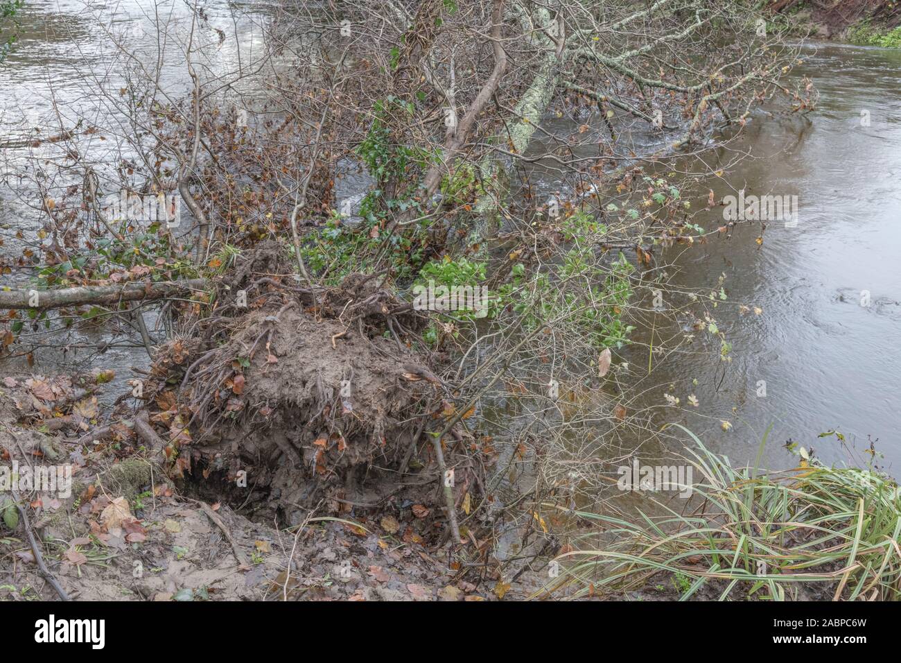 Albero caduto immerso nel flusso rapido acque del fiume Fowey a Lostwithiel dopo prolungato acquazzone. Concetto inondazioni, acque alluvionali, inverno inondazioni. Foto Stock