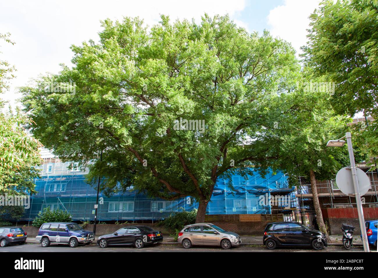 Il campione Lacebark Elm (Ulmus parvifolia), un albero di strada su Magdala Avenue di fronte al Whittington Hospital, Londra N19, Regno Unito Foto Stock