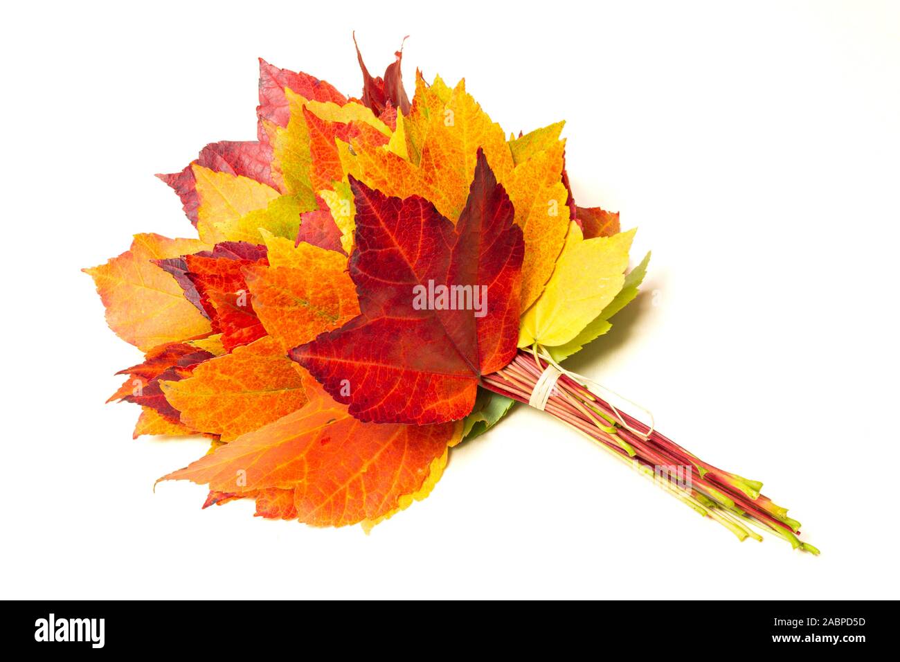 Foglie di autunno con i toni di colore da verde a rosso Foto Stock