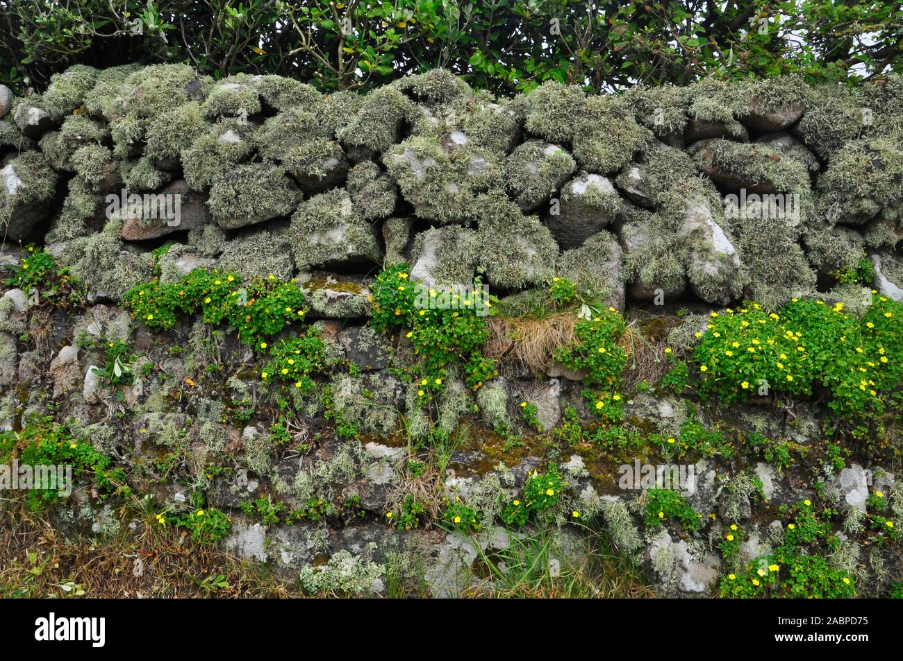 Parete gialla oxalis cresce su una pietra in granito parete anche coperto di licheni e muschi.St Mary's Isole Scilly Cornwall Regno Unito Foto Stock